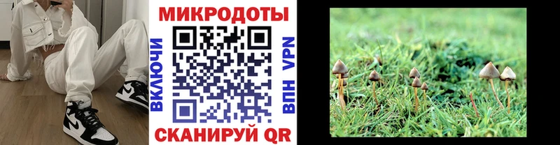 Купить  Чаплыгин  Псилоцибиновые грибы Cubensis 